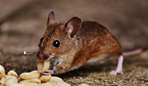 24 Hour & Emergency Exterminators in Shared Firm Zip Code, CA